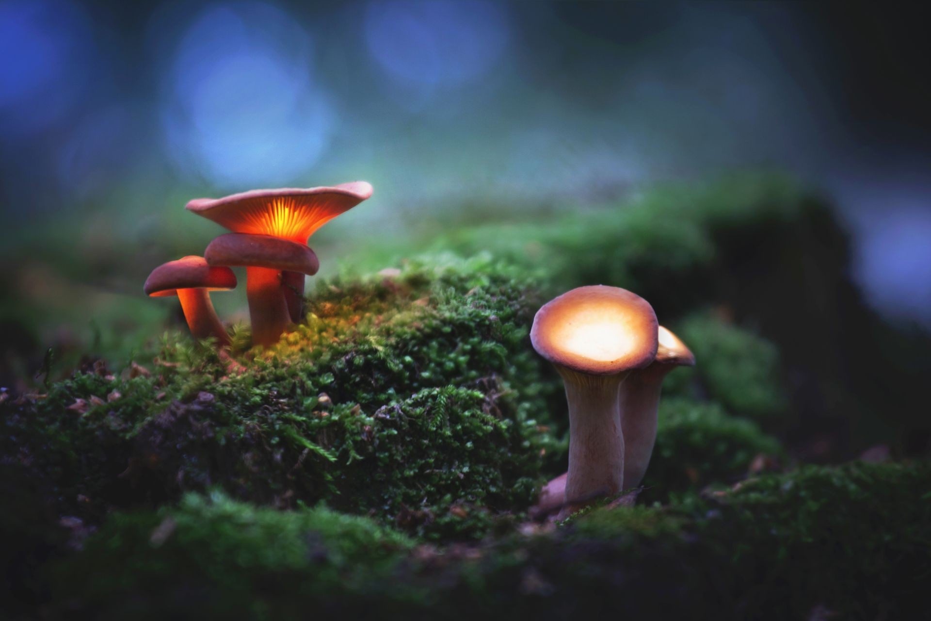 
Glowing, magic mushrooms in a dark forest